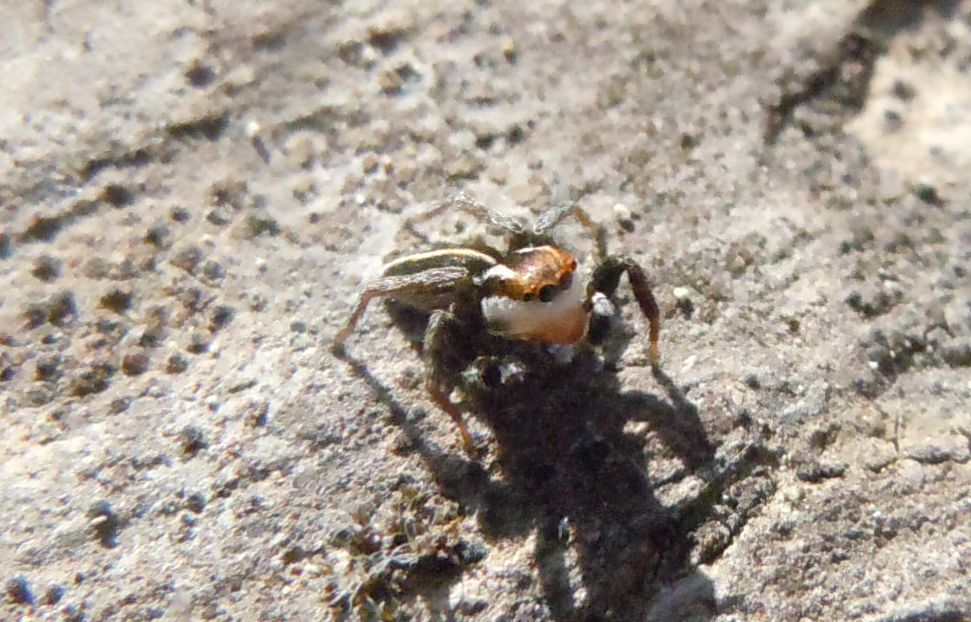 Phlegra bresnieri - Capo Miseno (NA)